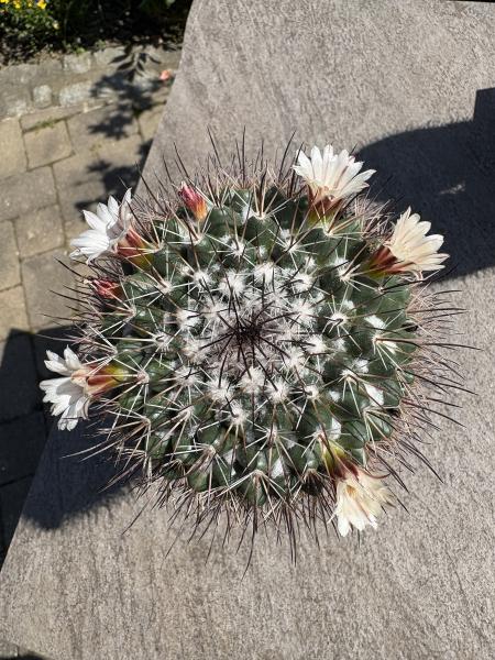 Mammillaria carnea